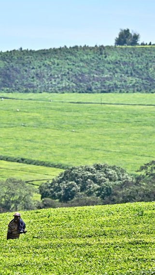 Western Highlands Kenya