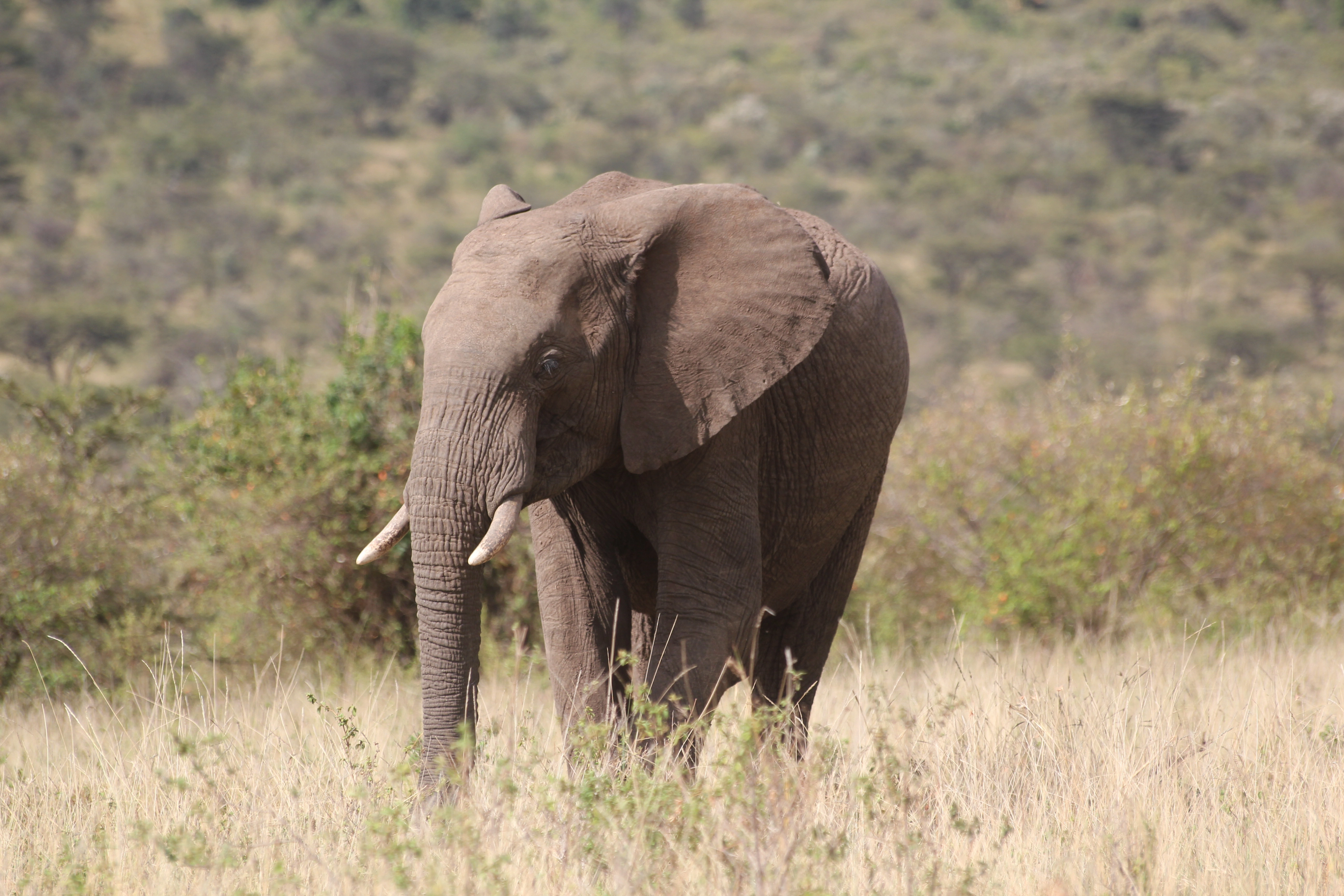 Zambia And Botswana Safari