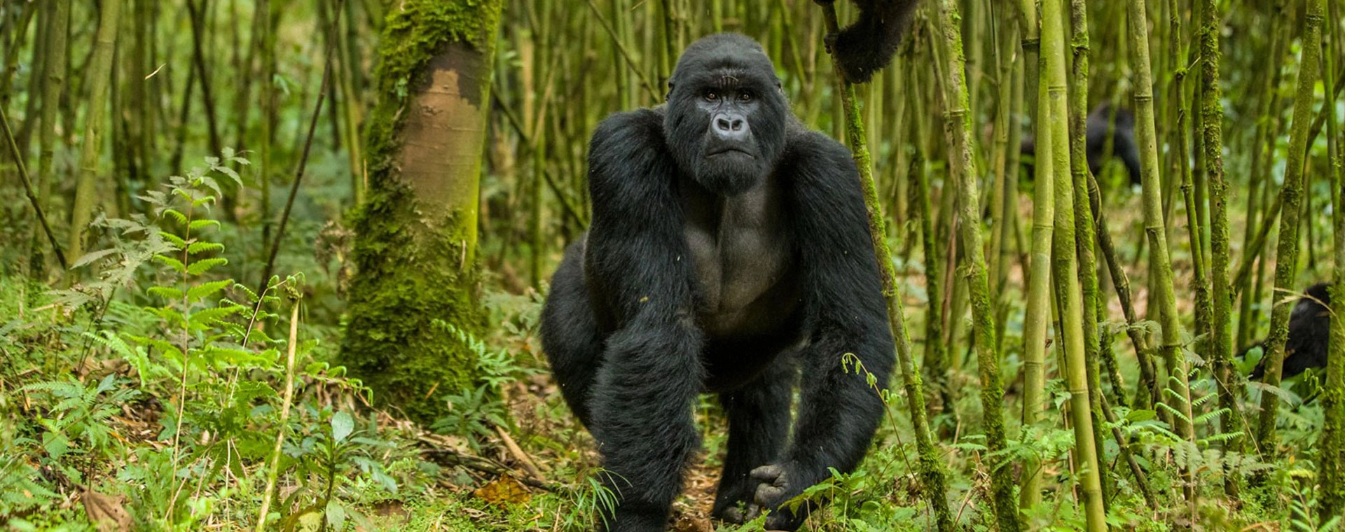Gorilla Tracking