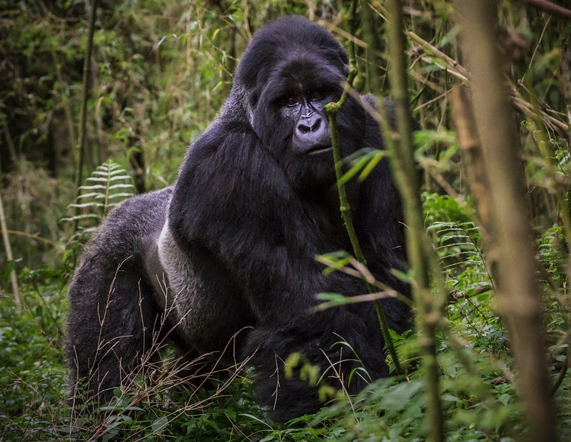 Gorilla Tracking