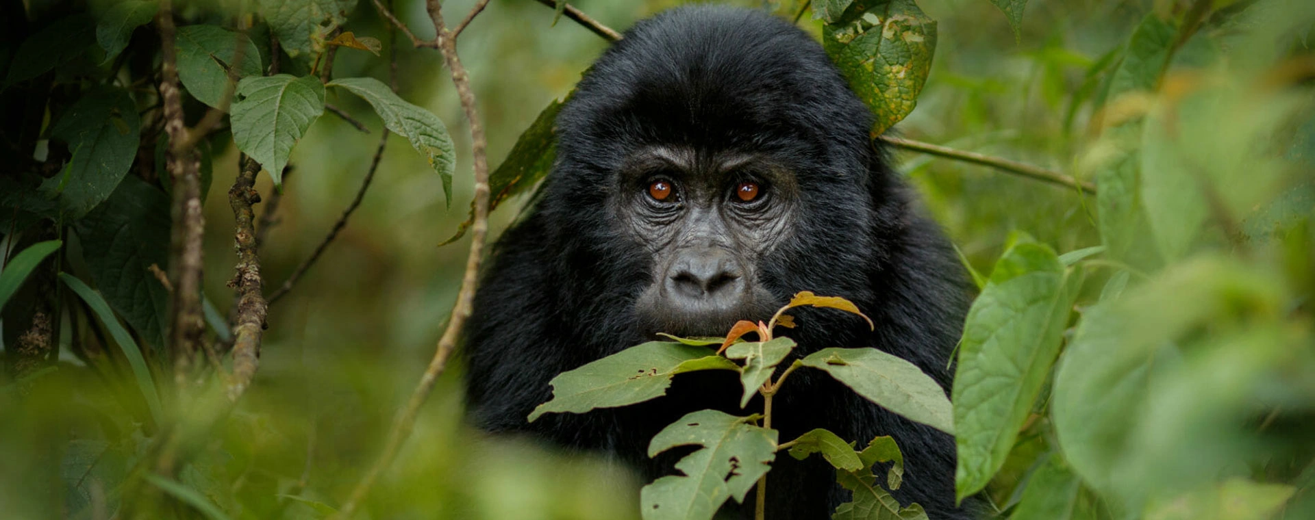 9 Days Uganda Pearl Of Africa