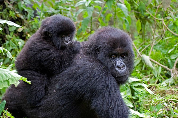 4 Days Bwindi Buhoma Gorilla Trek Via Kigali