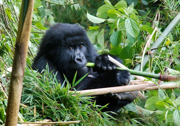 4 Days Bwindi Buhoma Gorilla Trek Via Kigali