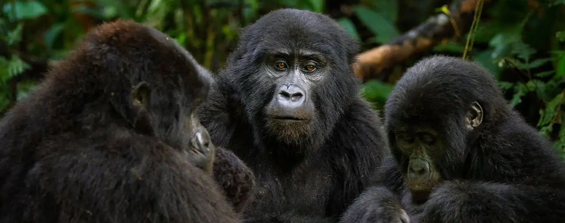 5 Days Rwanda Primates Encounter And Lake Kivu