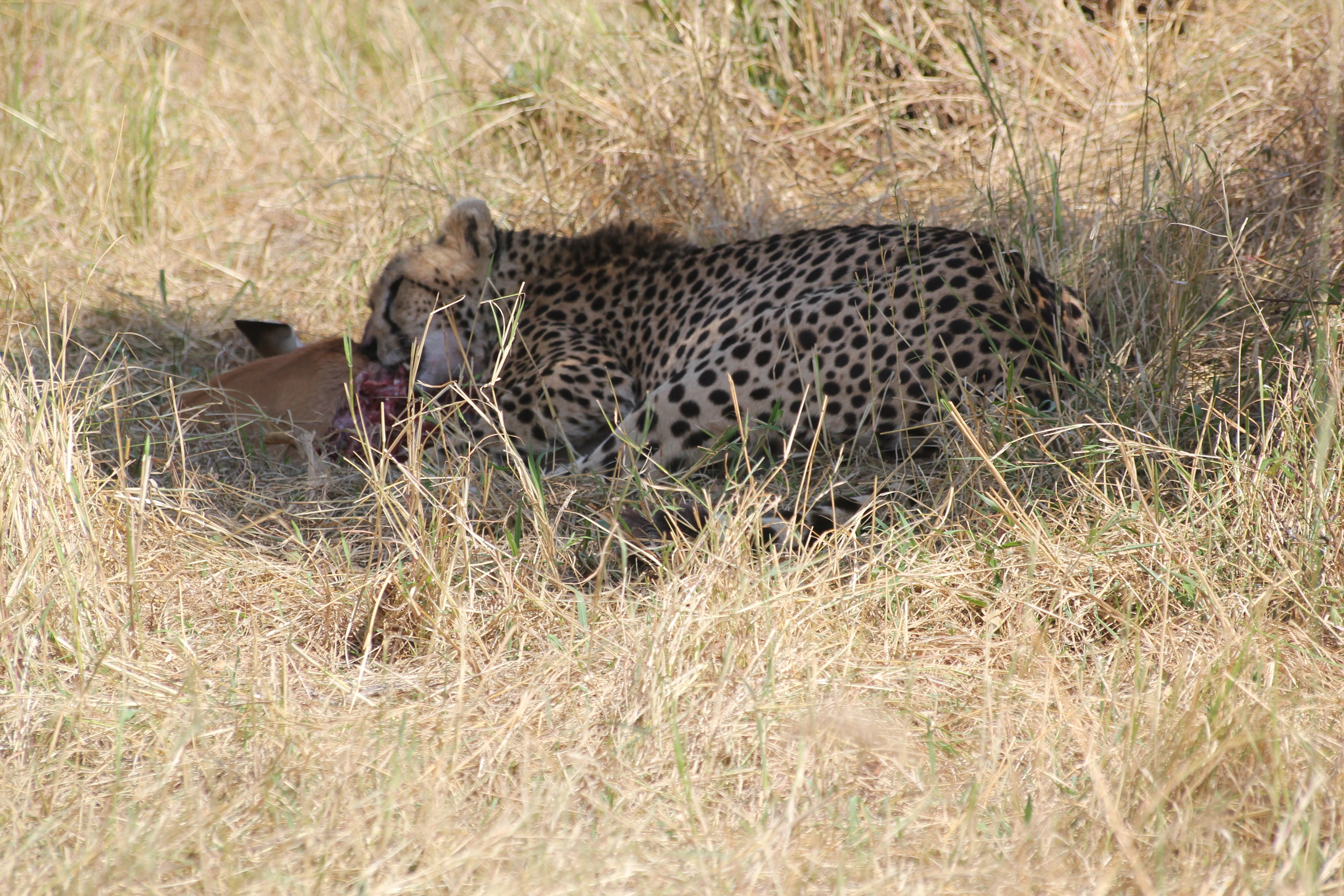 Tanzania Incentives, Meetings & Conferences