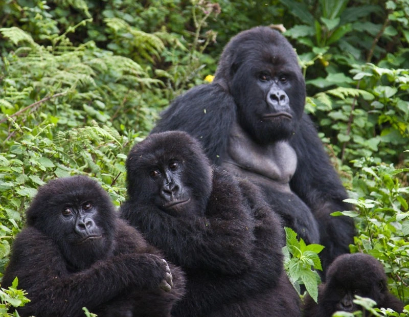 4 Days Classic Rwanda Primate Trekking