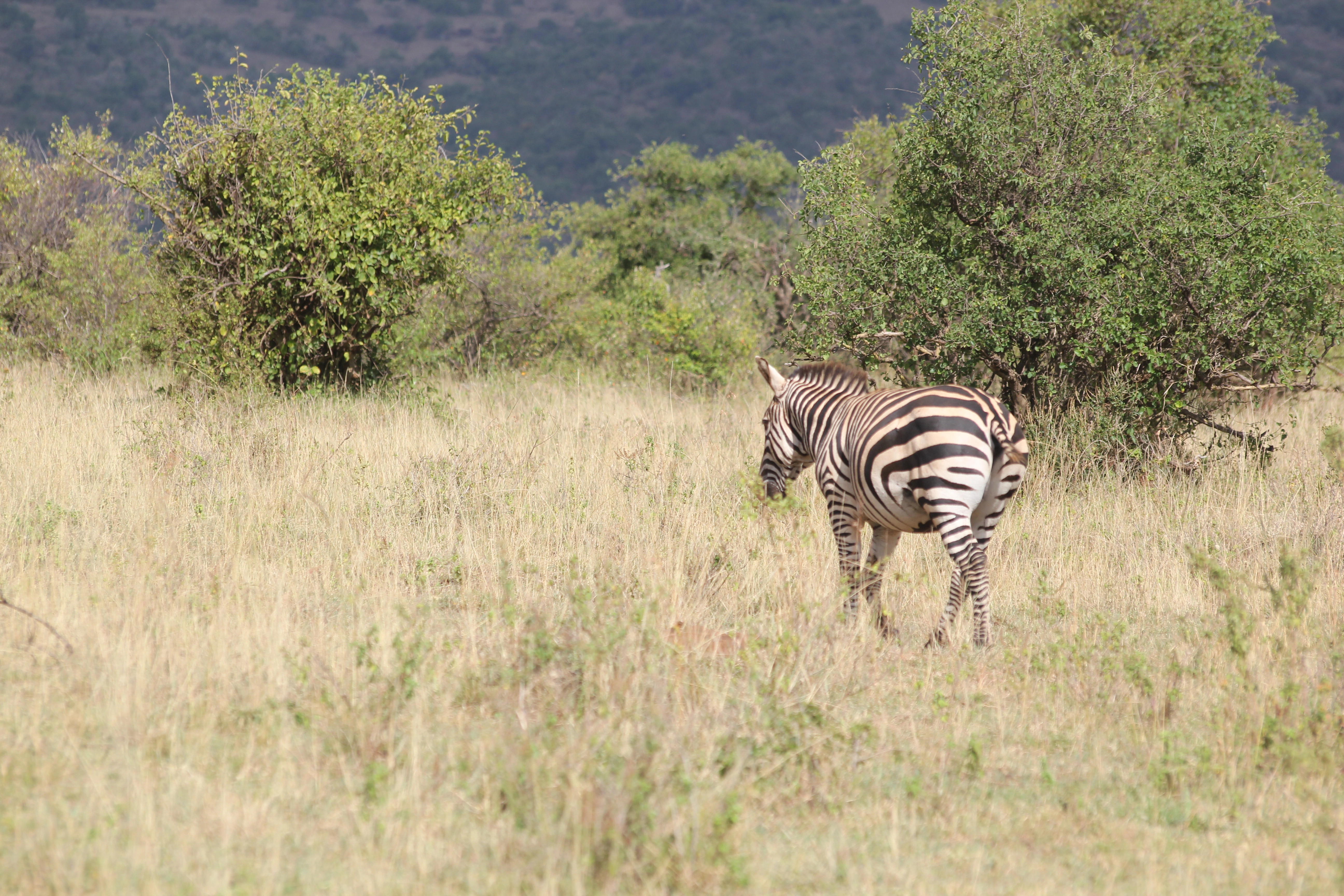 7 Days Tanzania Luxury Safari