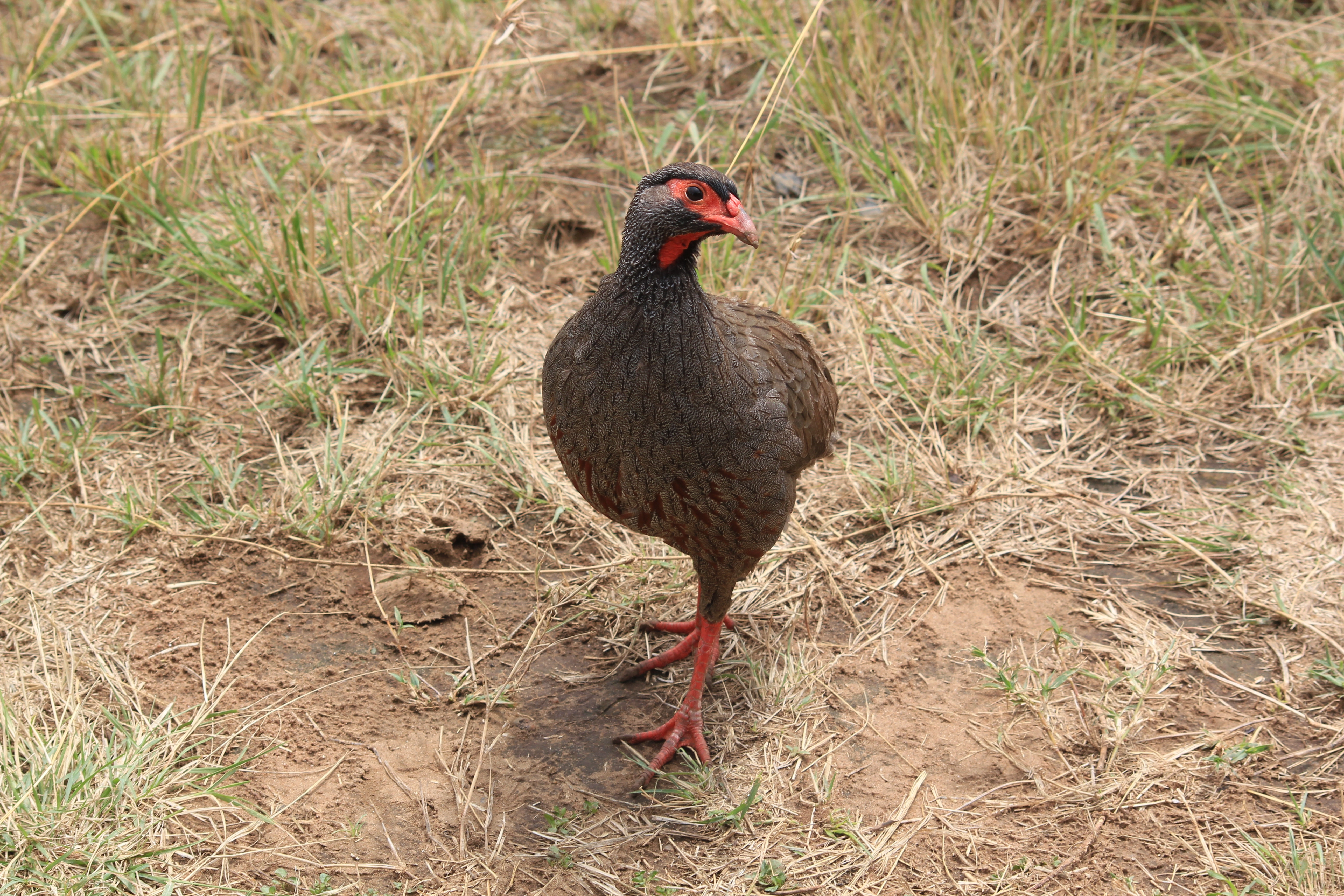 3 Days Tanzania Bird Watching Safari