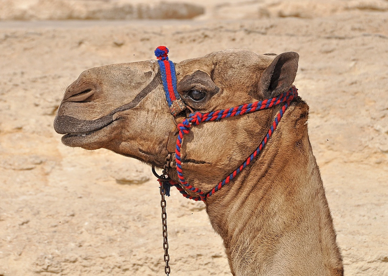 7 Days Cairo & Dahab