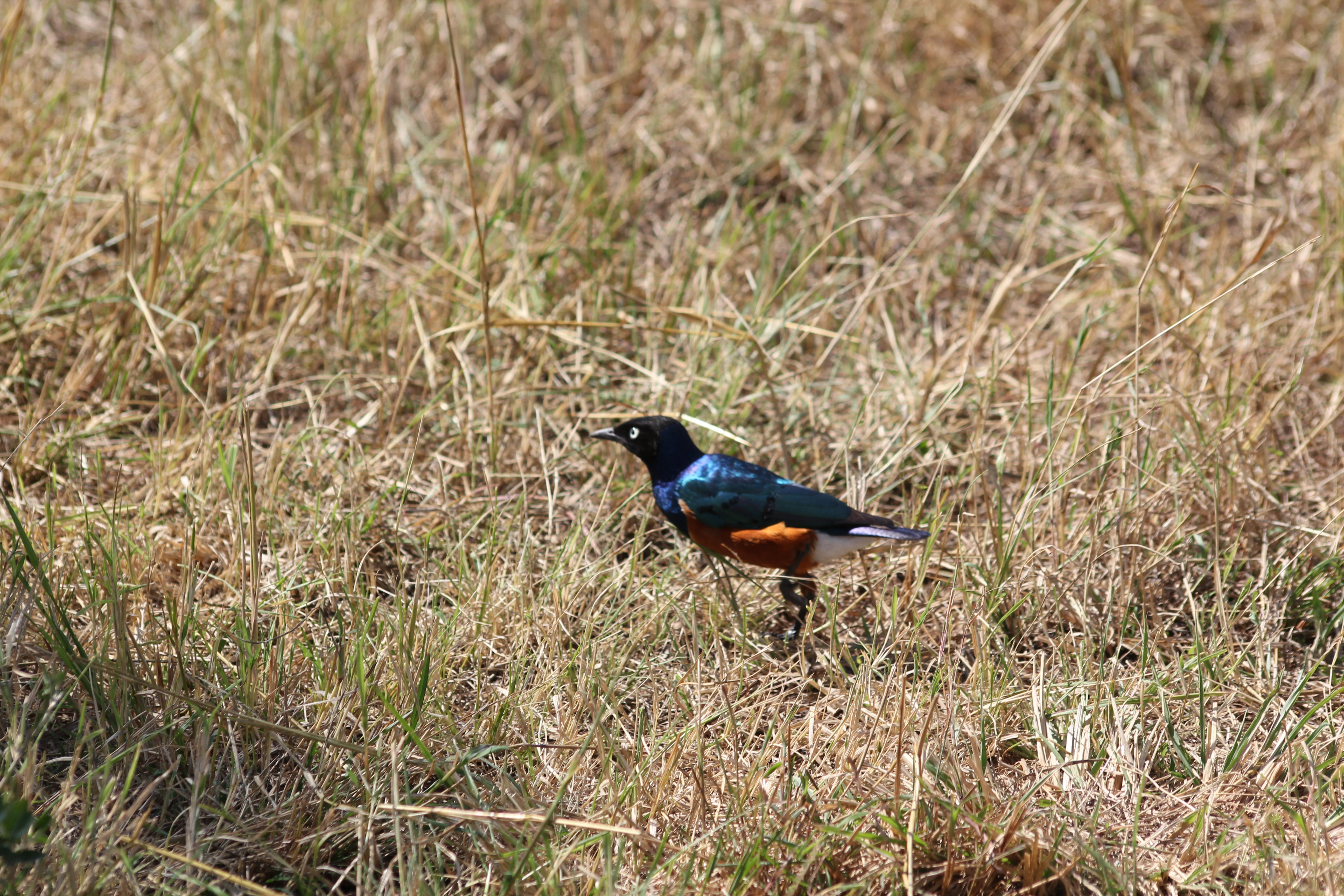 Kenya, Tanzania & Mombasa Beach Safari (17 Days