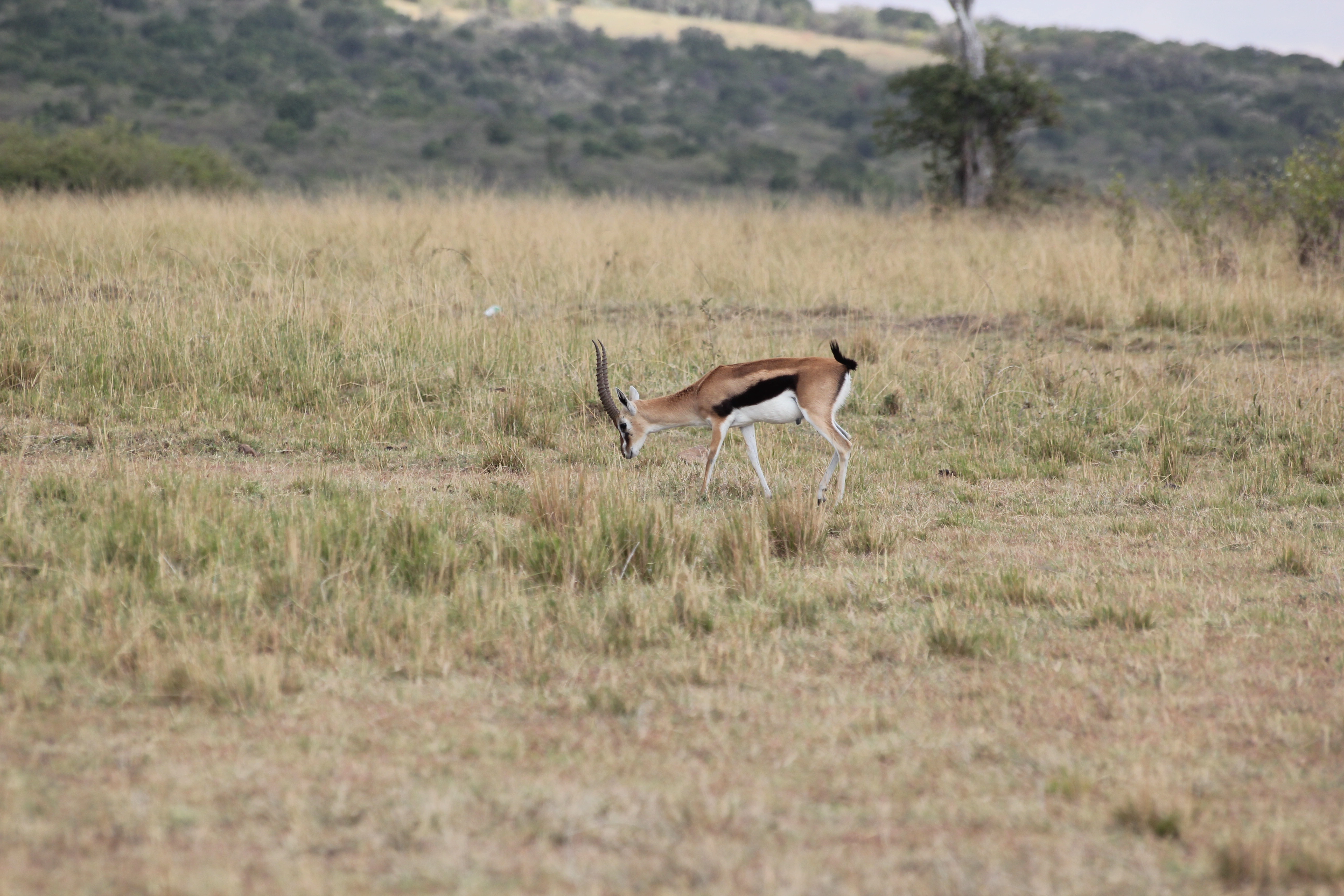 Kenya, Tanzania & Mombasa Beach Safari (17 Days