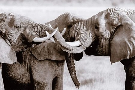 6 Days Kenya Highlight Wildlife Safari