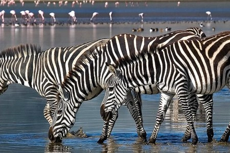 6 Days Kenya Highlight Wildlife Safari
