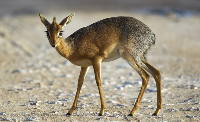 6 Days Kenya Highlight Wildlife Safari