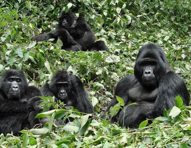 Kibale Forest - Queen Elizabeth & Lake Mburo Parks (5 Days)