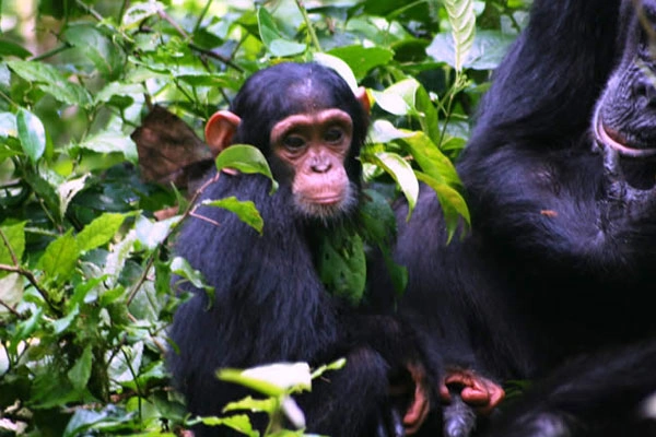 Kibale Forest - Queen Elizabeth & Lake Mburo Parks (5 Days)
