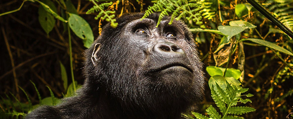 5 Days Gorilla Tracking & Queen Elizabeth