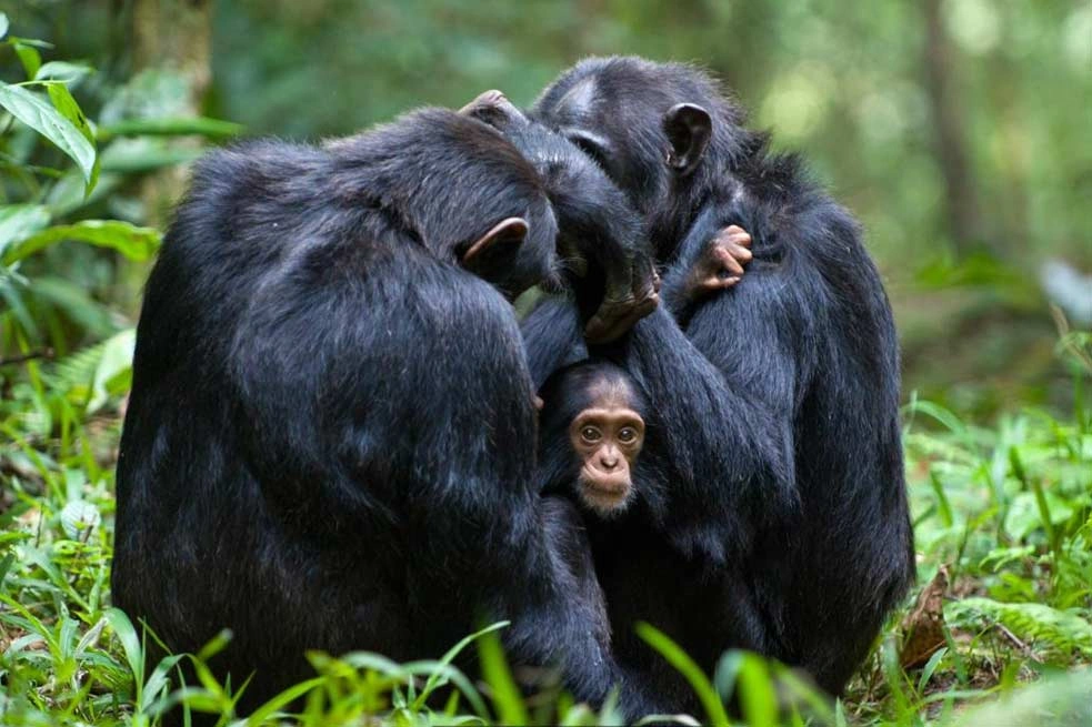 Queen Elizabeth National Park (3 Days)
