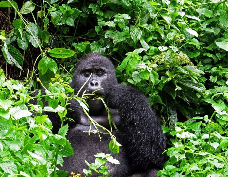 Gorilla Tracking: Bwindi Forest (3 Days)