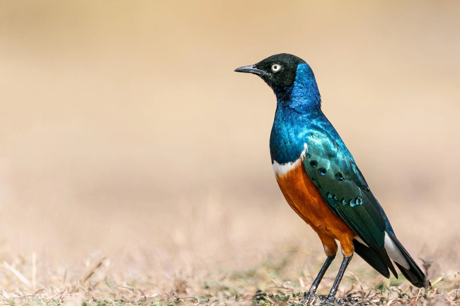 7 Days Classic Kenya Conservancy Safari