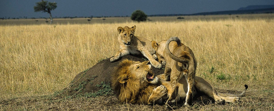 10 Days Kenya Golf Safari