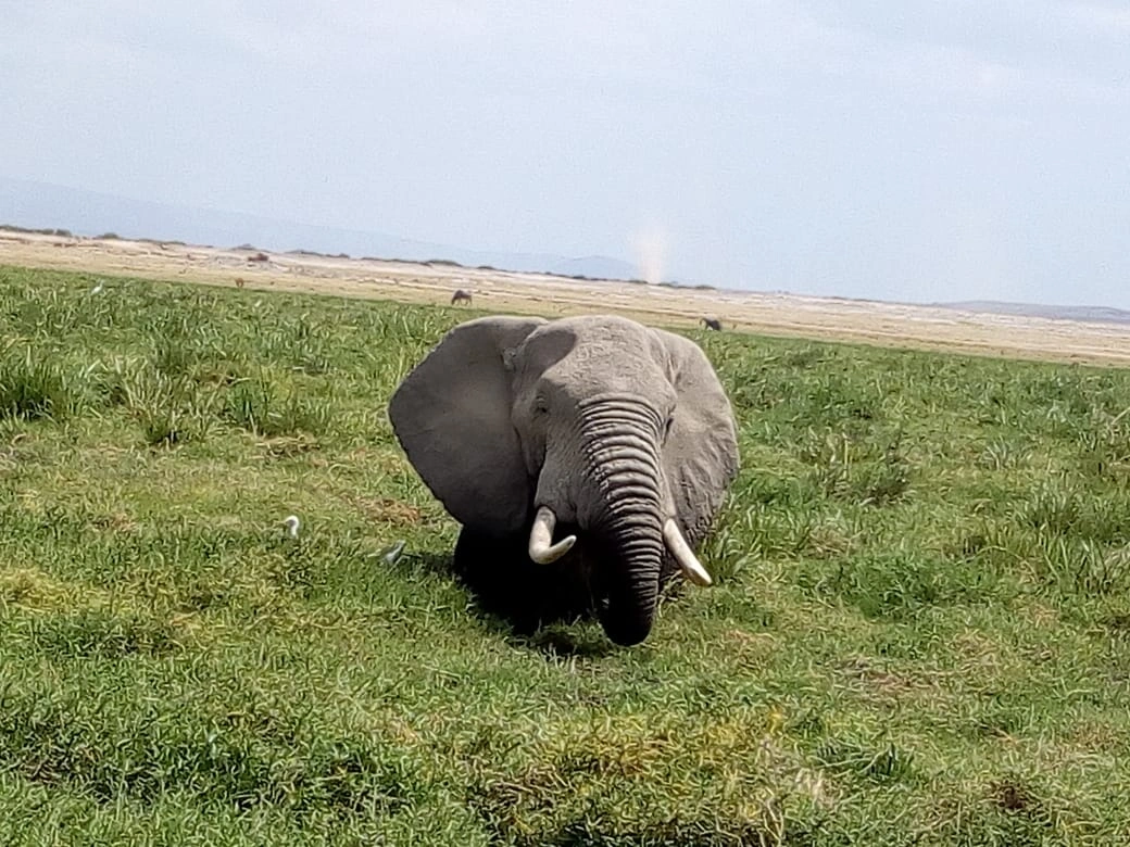 7 Days Kenya Big Five Safari