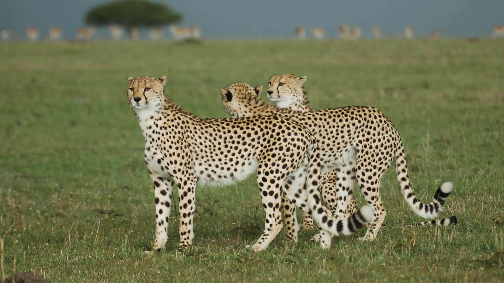 8 Days Across Kenya Safari