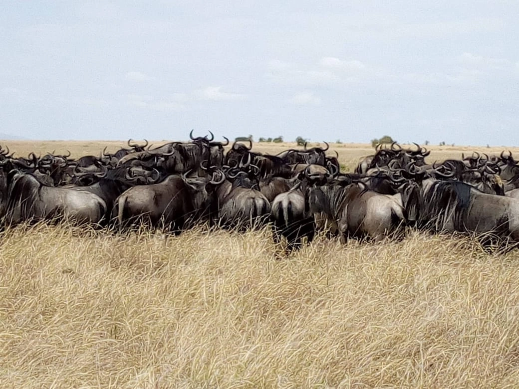 6 Days Spectacular Tanzania Safari