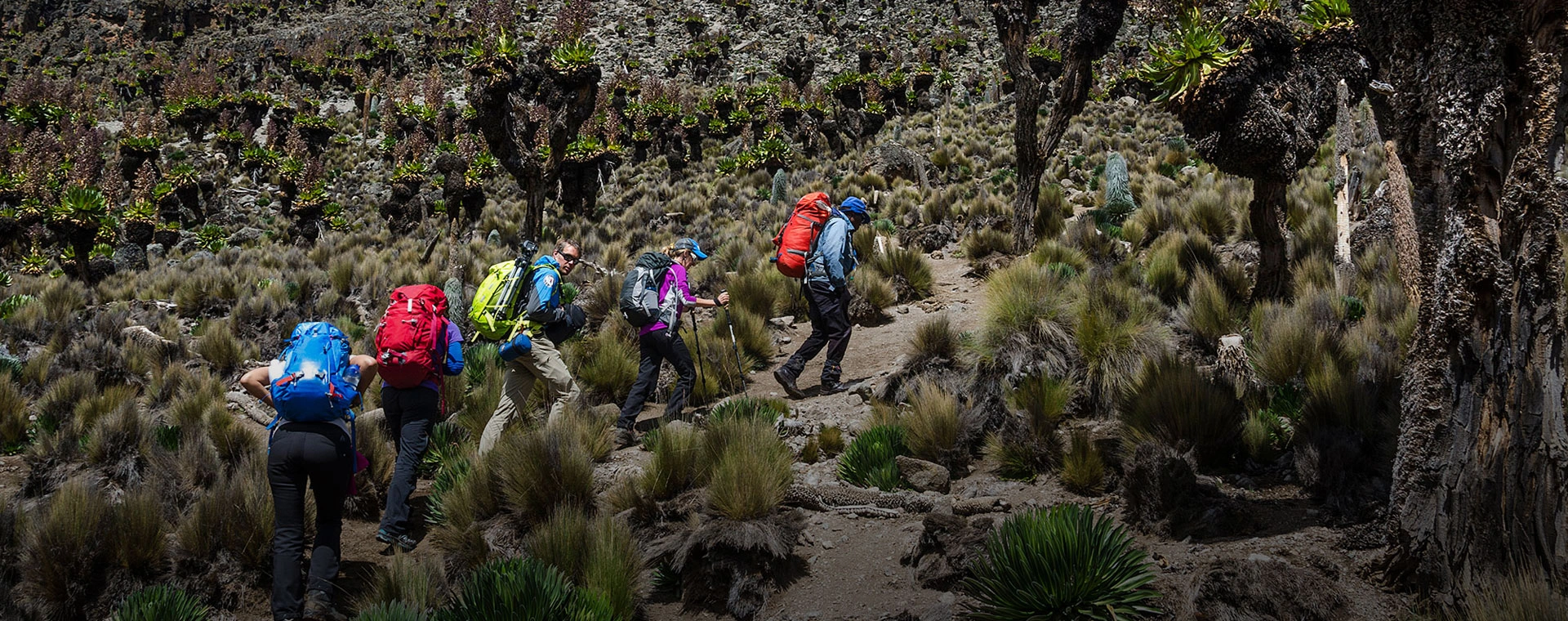 Kilimanjaro Climb Program - Rongai Route