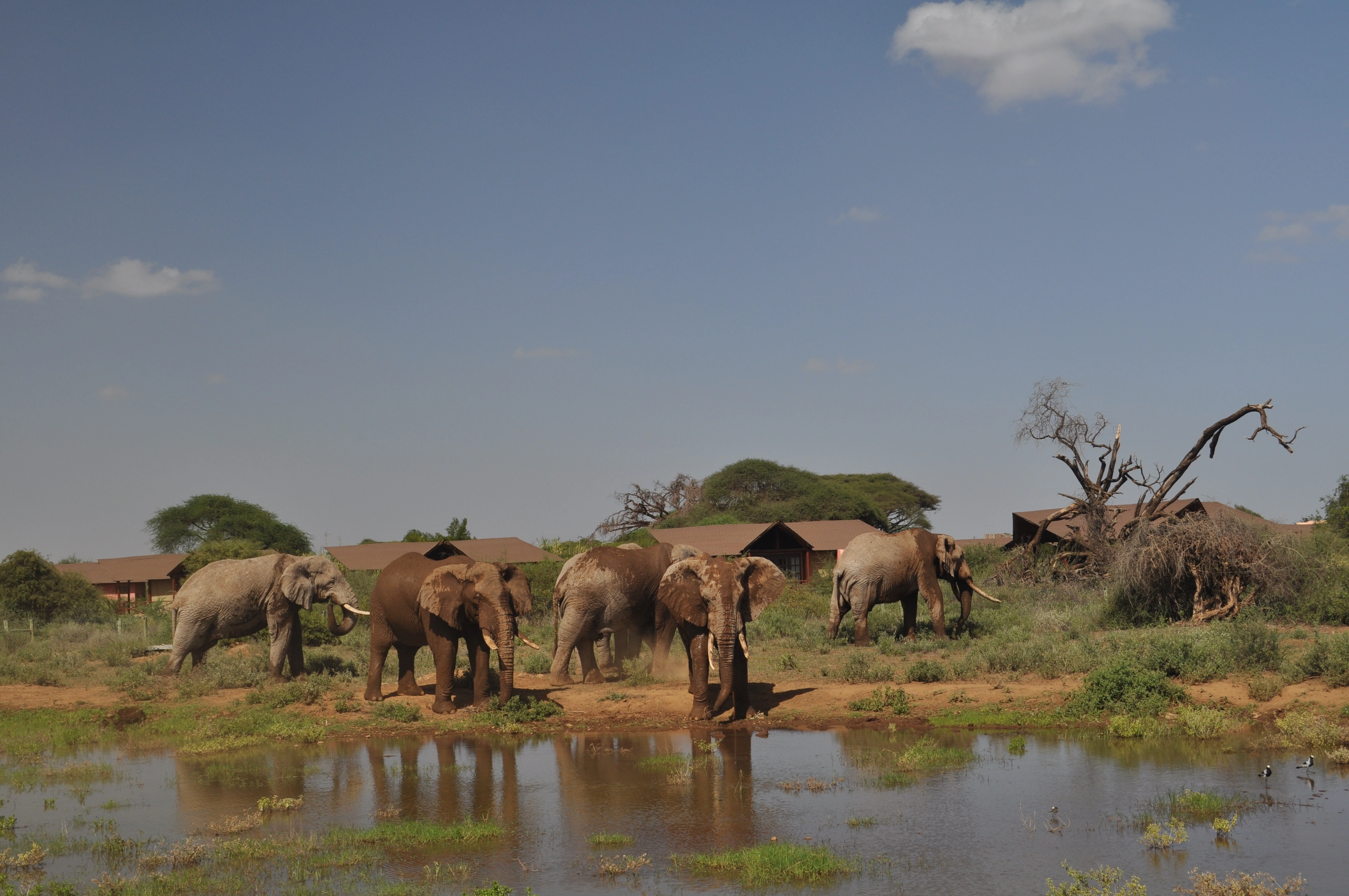 Safari Shompole (7 Days)