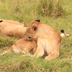6 Days Jambo Kenya Safari