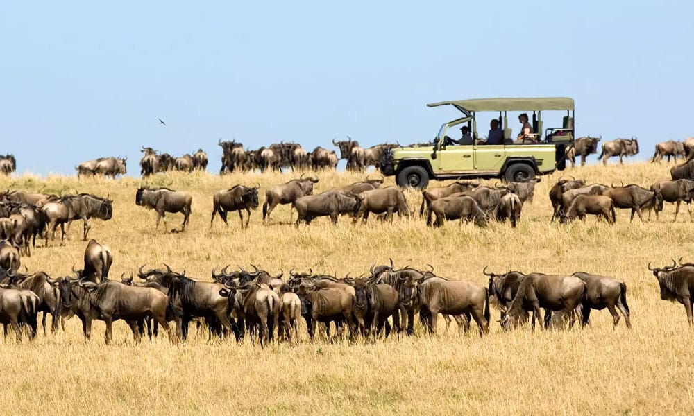 Gnuwanderung in Kenia