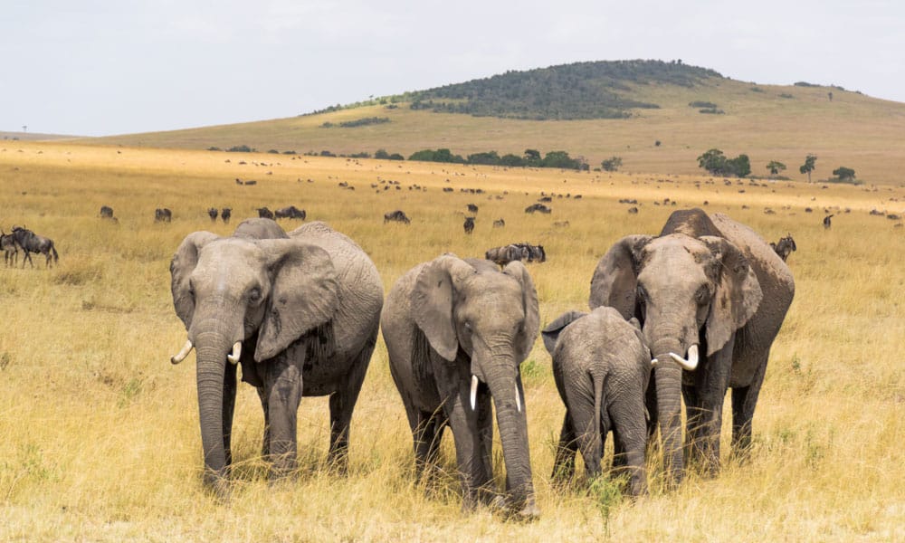 Kenia Safari-Ziel