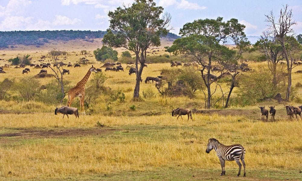 Pirschfahrten in Kenia