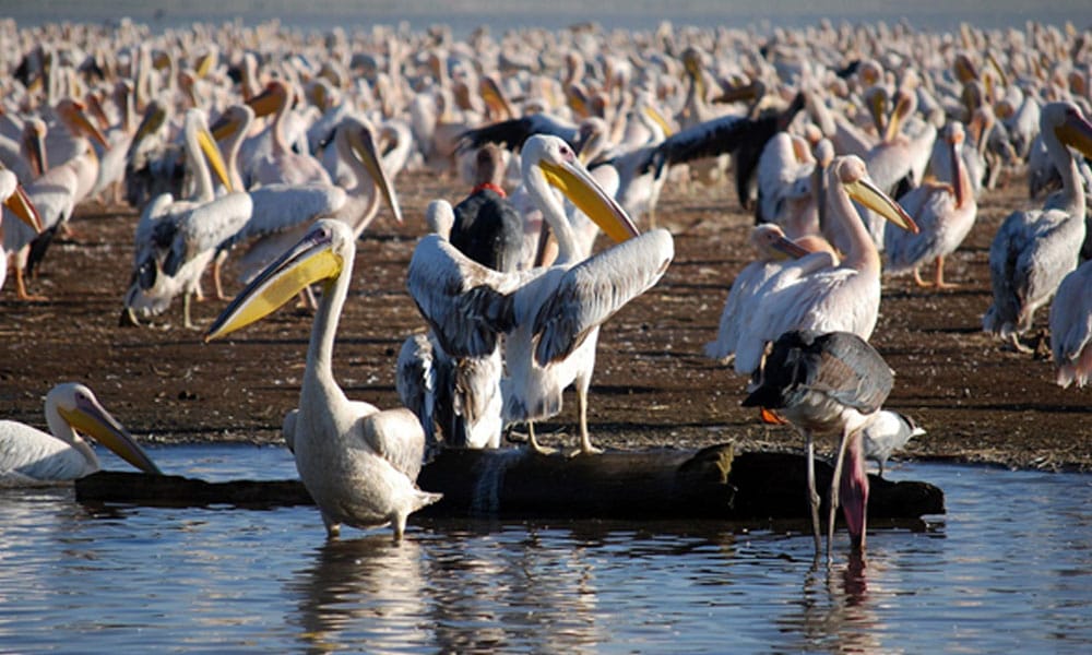 Vogelbeobachtungssafari in Kenia