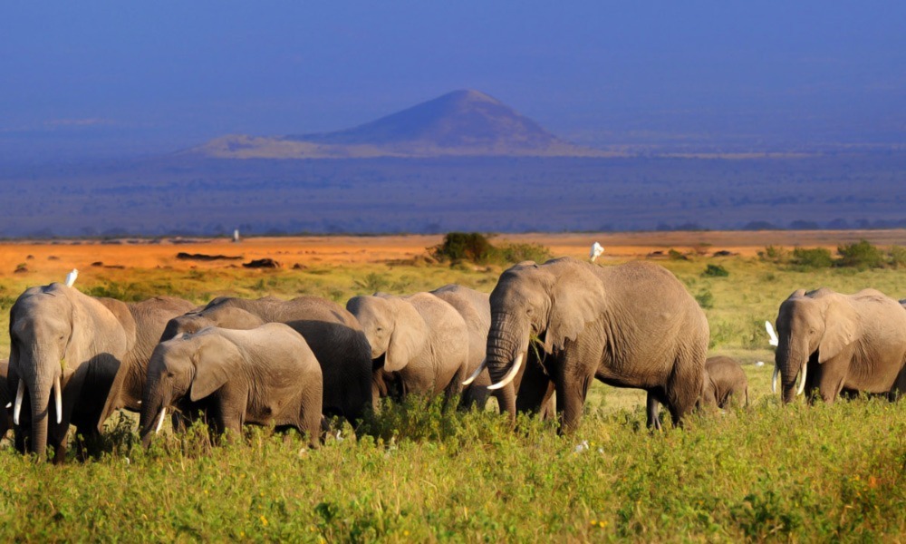 Parc national d'Amboseli