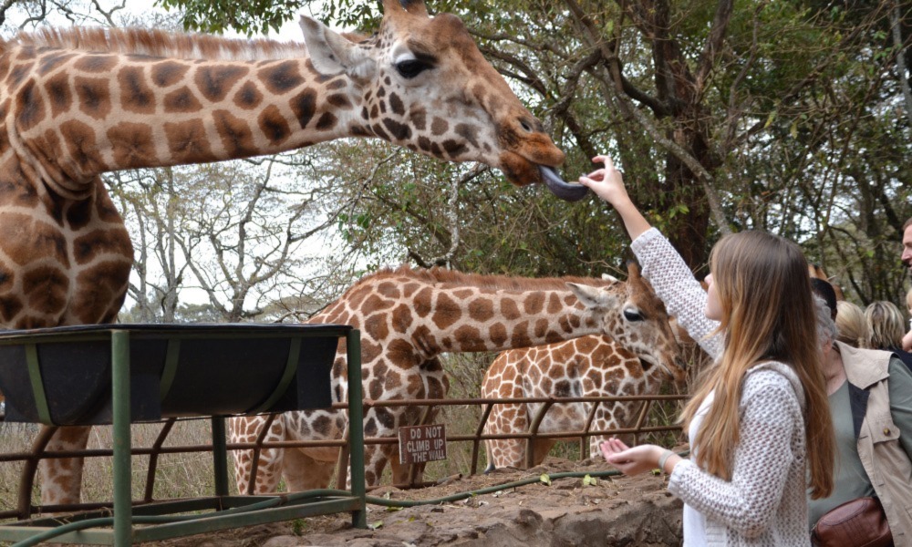 Centre des girafes du Kenya