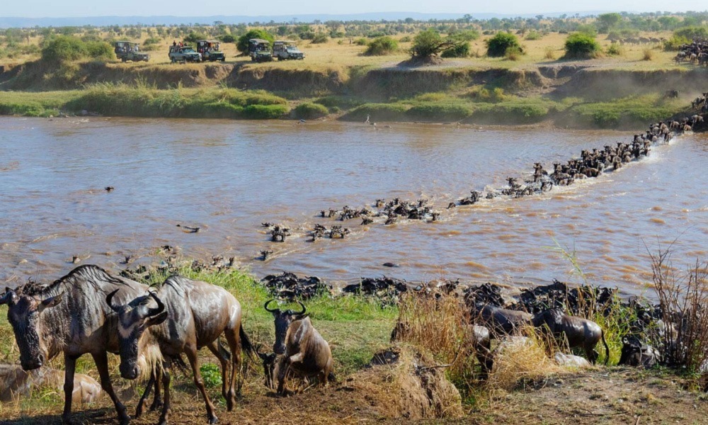 Safari au Kenya
