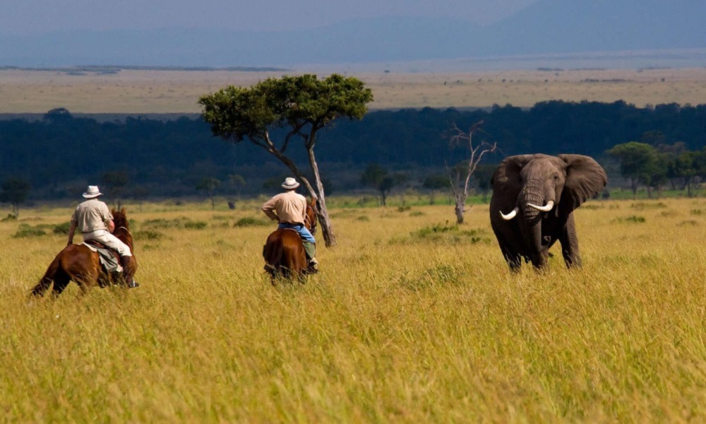 Safari au Kenya