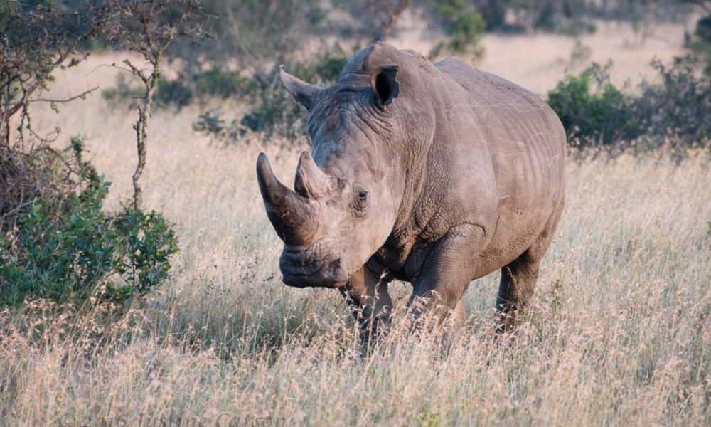 Réserve naturelle d'Ol Pejeta