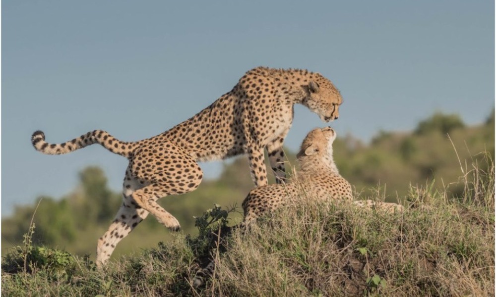 Beste Reisezeit für Tierbeobachtungen in Kenia