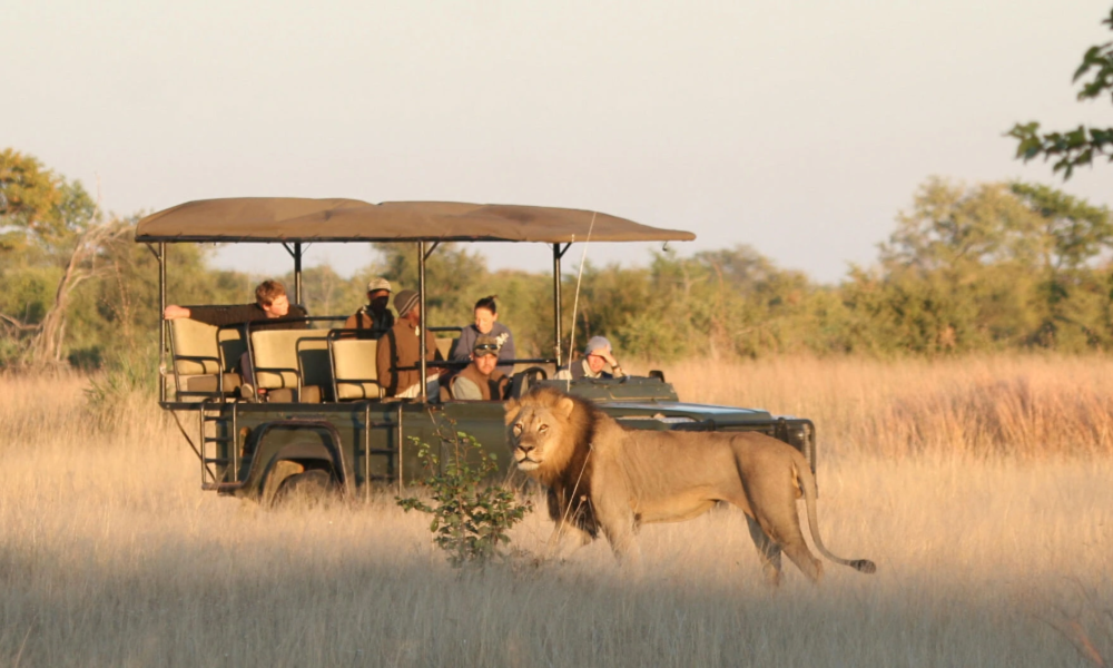 Wildtiere sicher in Kenia