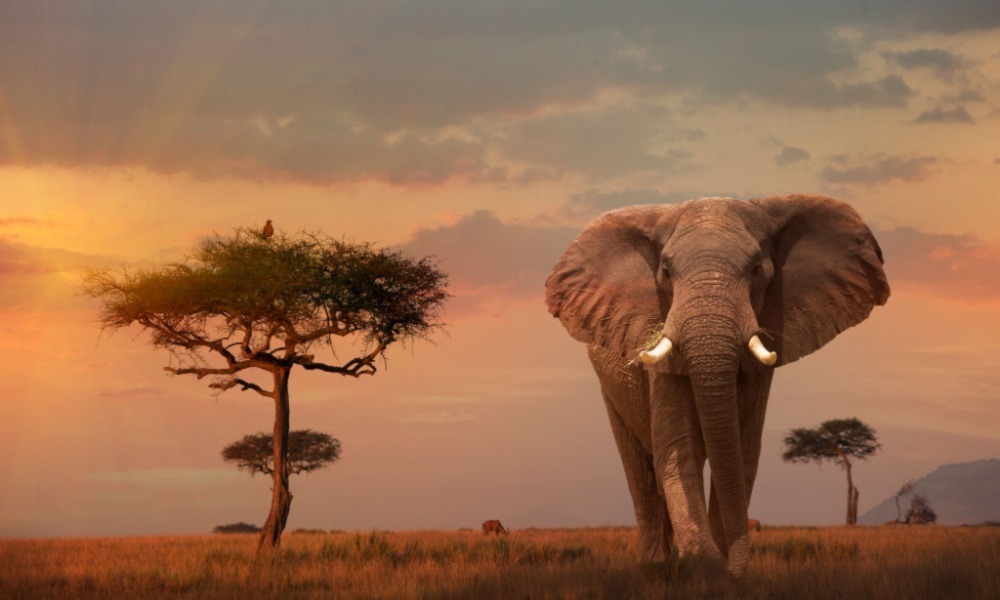 Kenia Wildtiersafari