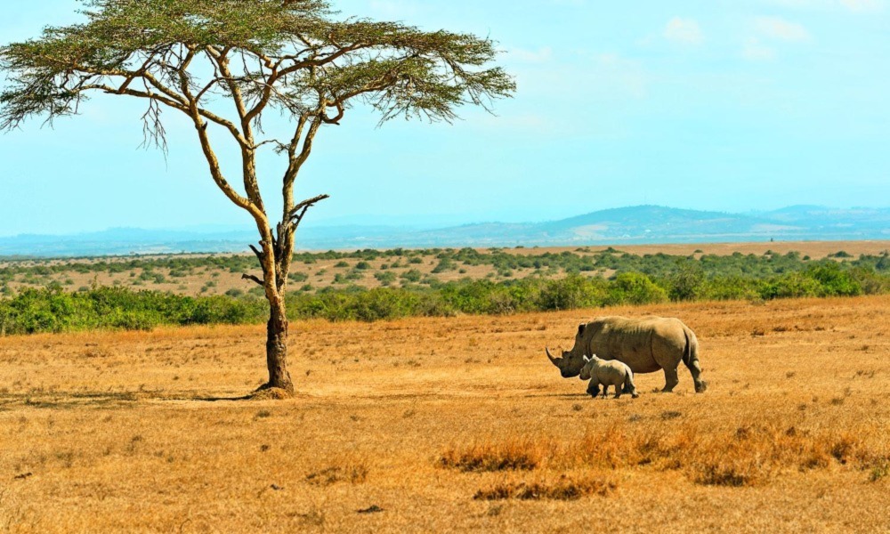 Wildtiersafari in Kenia