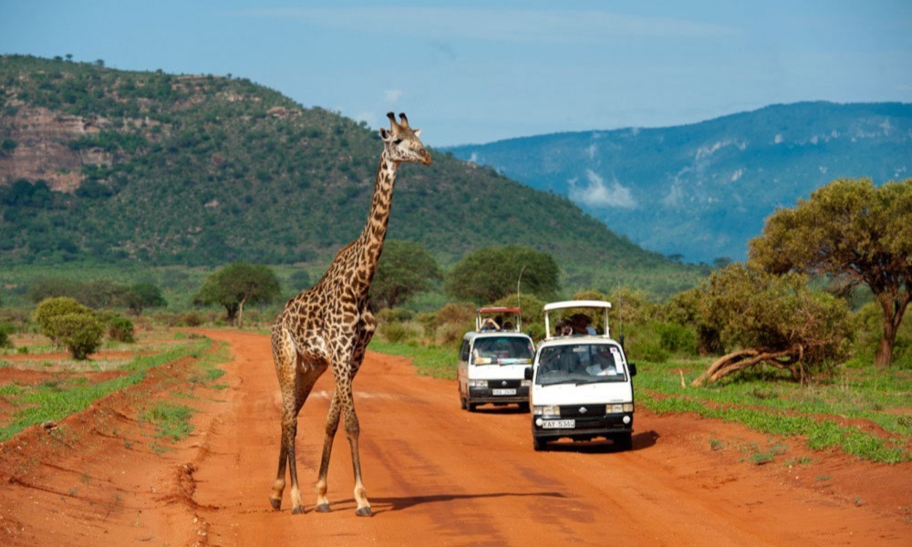 Wildtiere in Kenia